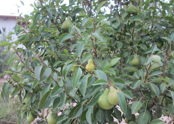 La Calabaza Cabana