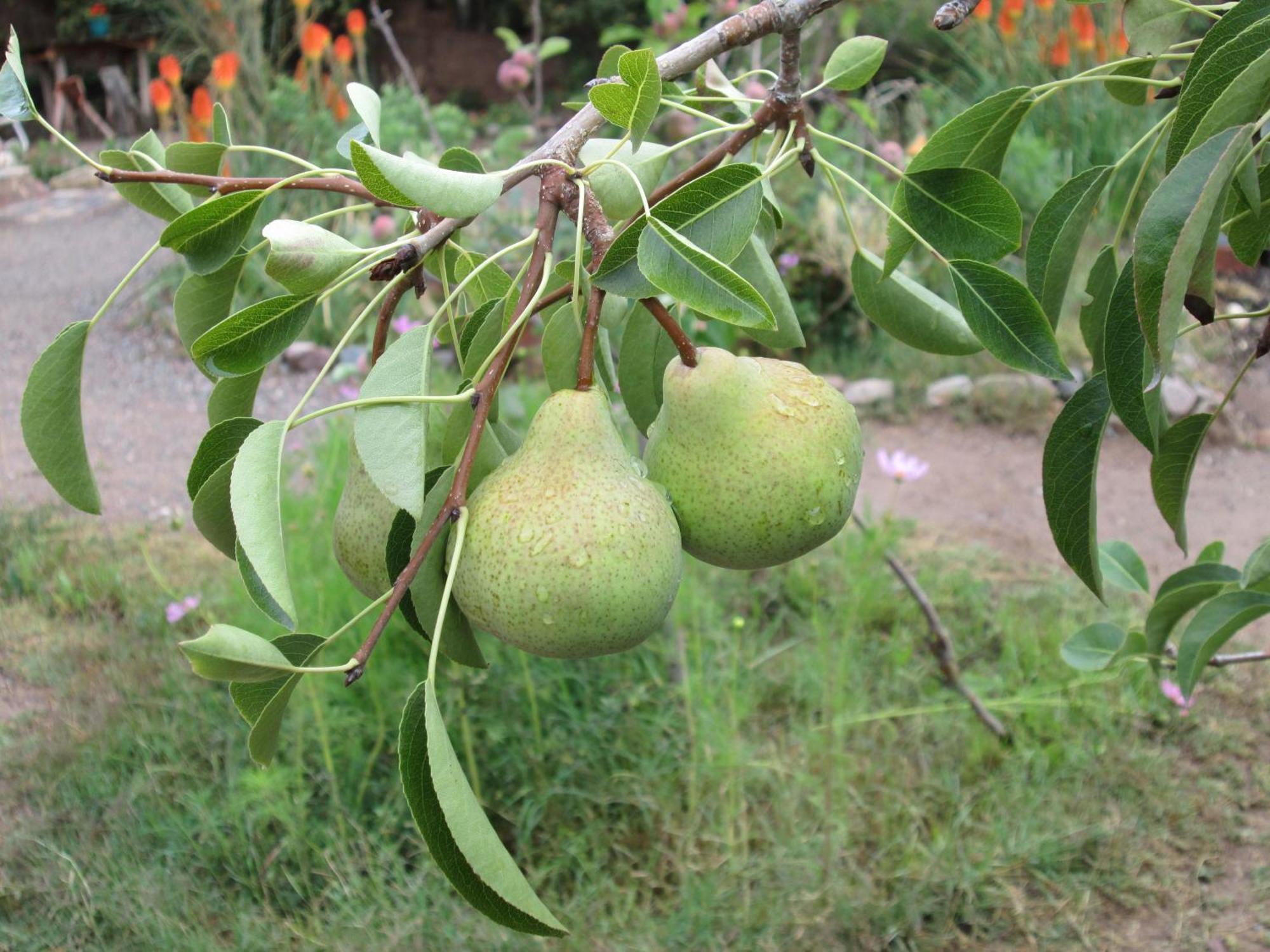 La Calabaza Cabana