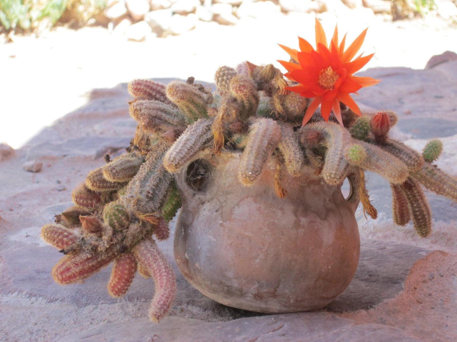 La Calabaza Cabana